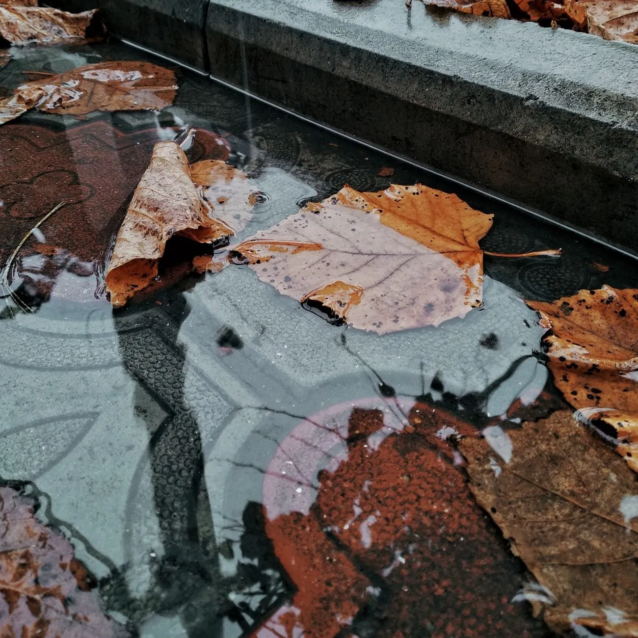 Wet autumn leaves lying in standing water, the kind of mat that blocks a gutter outlet