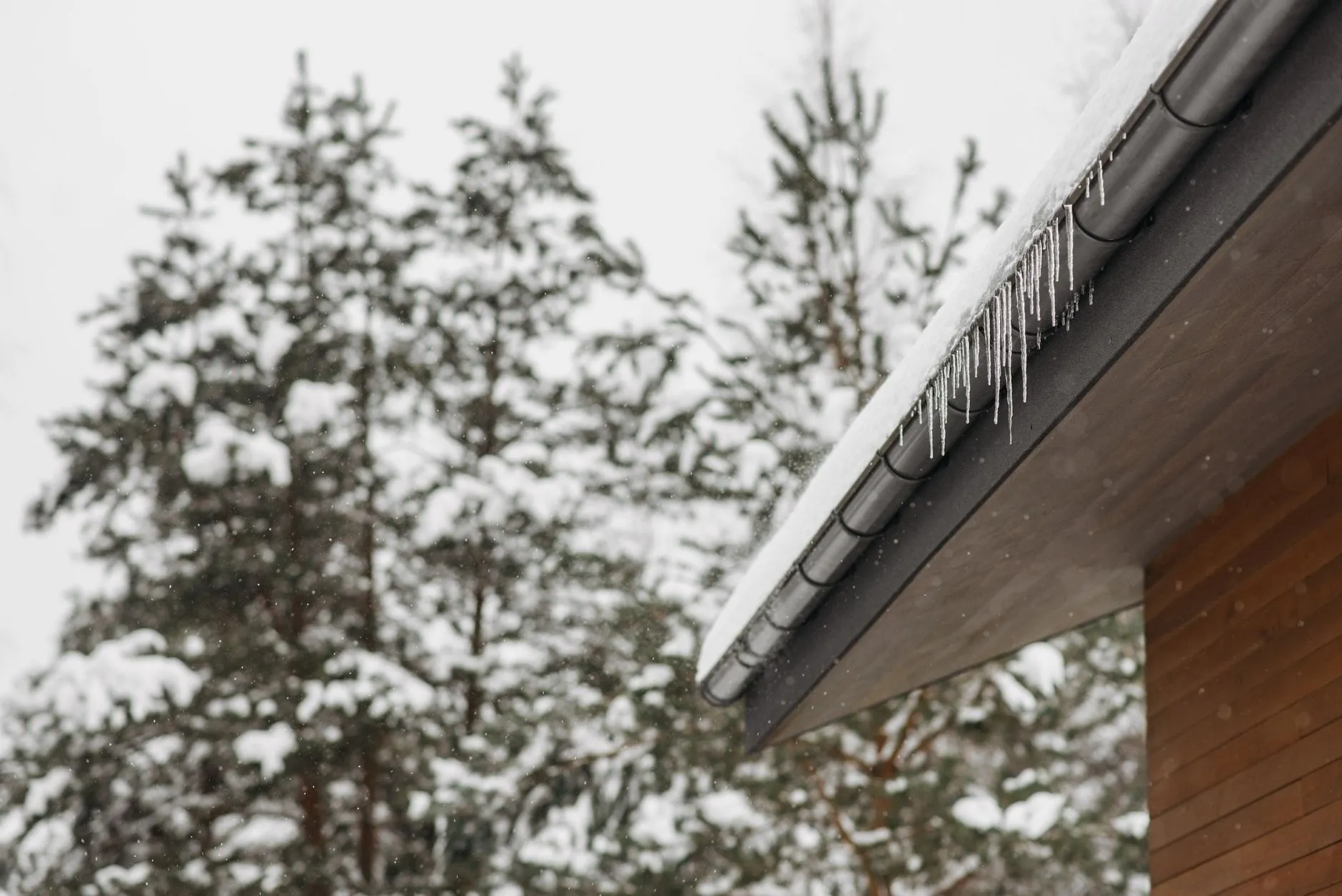 Icicles hanging from a snow-covered gutter on a timber house with pine trees behind